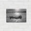 "Buffalo I BW" par Debra Van Swearingen-1689363122