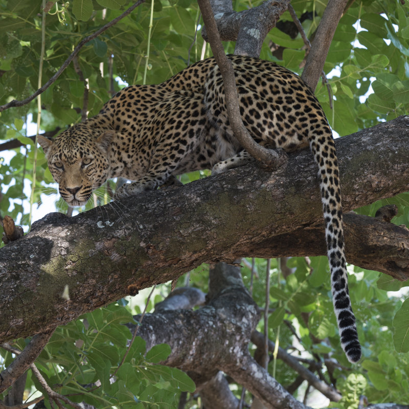 Leopard In A Tree by Scott Bennion - Wrapped Canvas Print, 30cm H x 30cm W