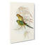 Parakeets by Elizabeth Gould - Wrapped Canvas-55323076