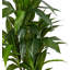 Plante de 48 po