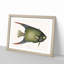 Angel Fish by Mark Catesby - Single Picture Frame Painting-55545182-55545181