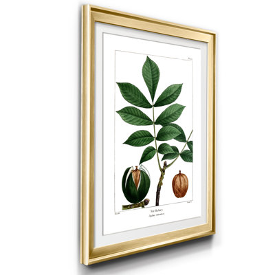 Nut Hickory - Reproduction d'art graphique sur papier encadré
