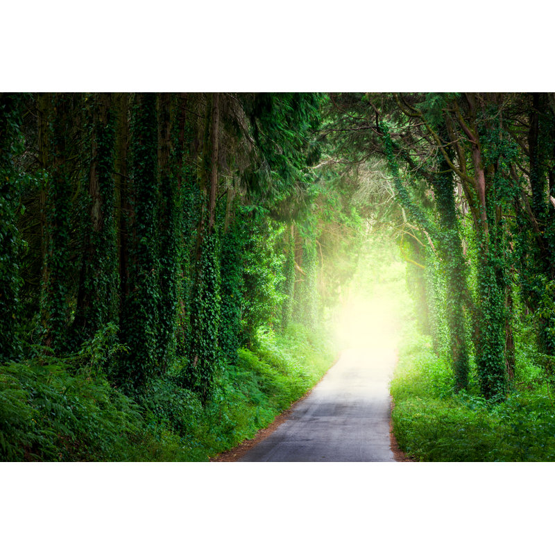 Dark Forest - Wrapped Canvas Print, 20cm H x 30cm W x 3.8cm D
