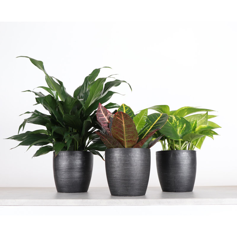 Plant in Pot, Black