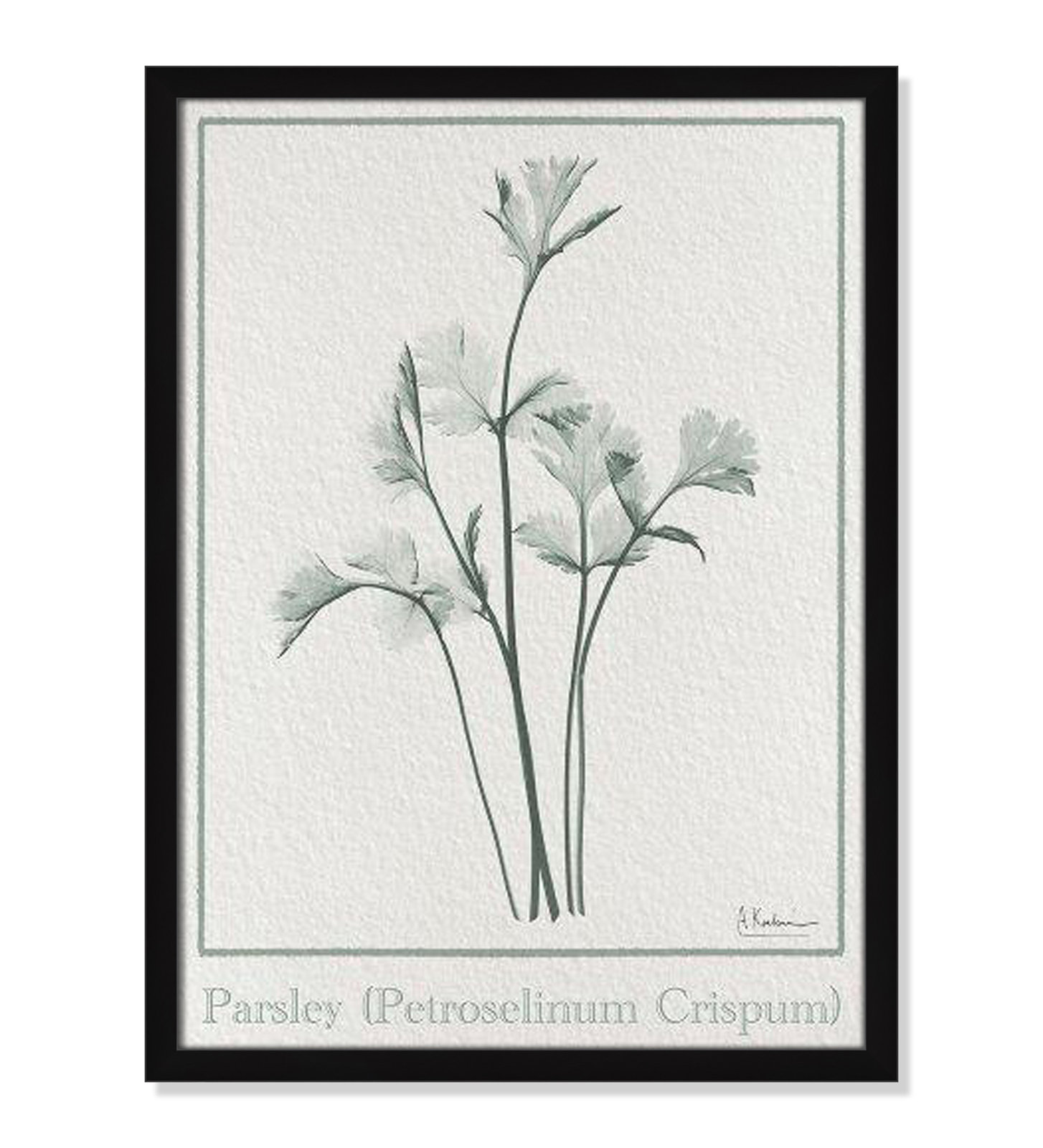 Jeanette "Parsley II" Print by Albert Koetsier, 23" H x 17" W x 1.25" D, Black Framed Paper