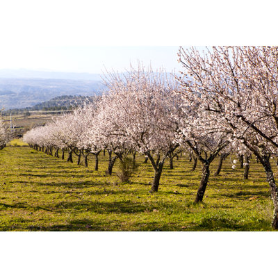 Amandiers en fleurs par Luisportuge