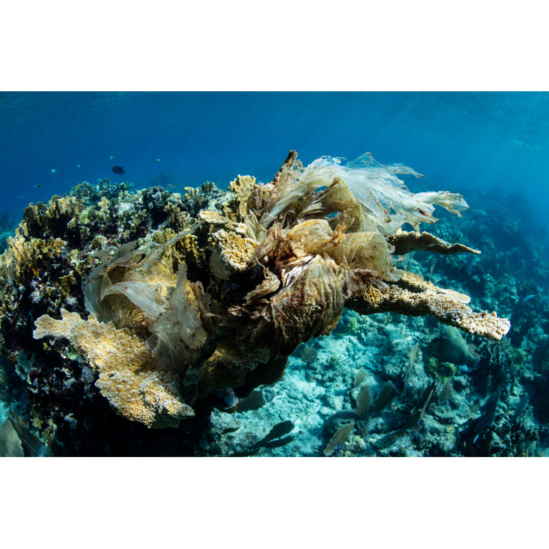 Plastic Covering Elkhorn Coral - Wrapped Canvas Print, 61cm H x 91cm W x 3.8cm D