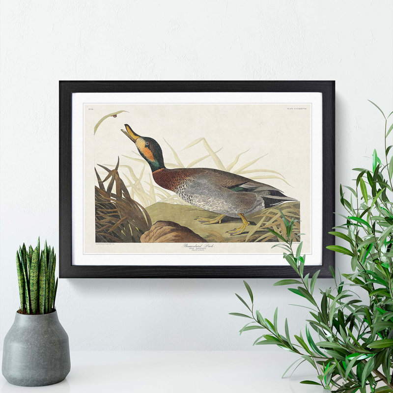 Bemaculated Duck by John Audubon - Single Picture Frame Painting, 24cm H x 33cm W x 2cm D, Black Framed