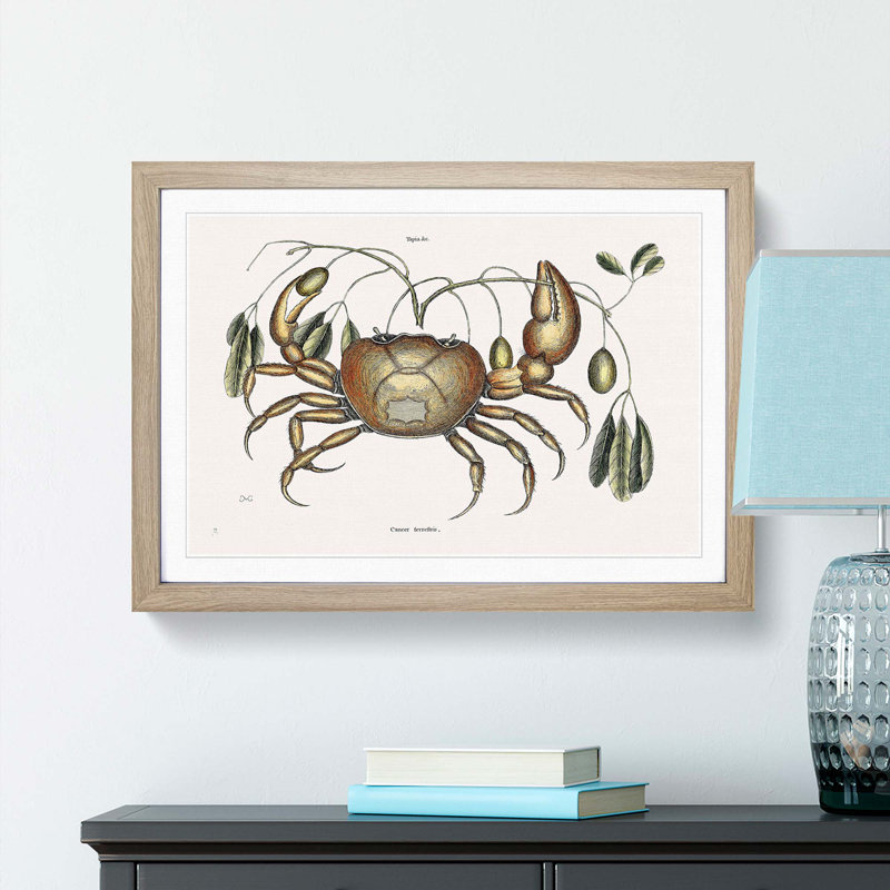 Land Crab by Mark Catesby - Picture Frame Painting Print, Oak Framed, 62cm H x 87cm W x 2cm D