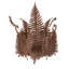 Applique murale 1 lumière Fern