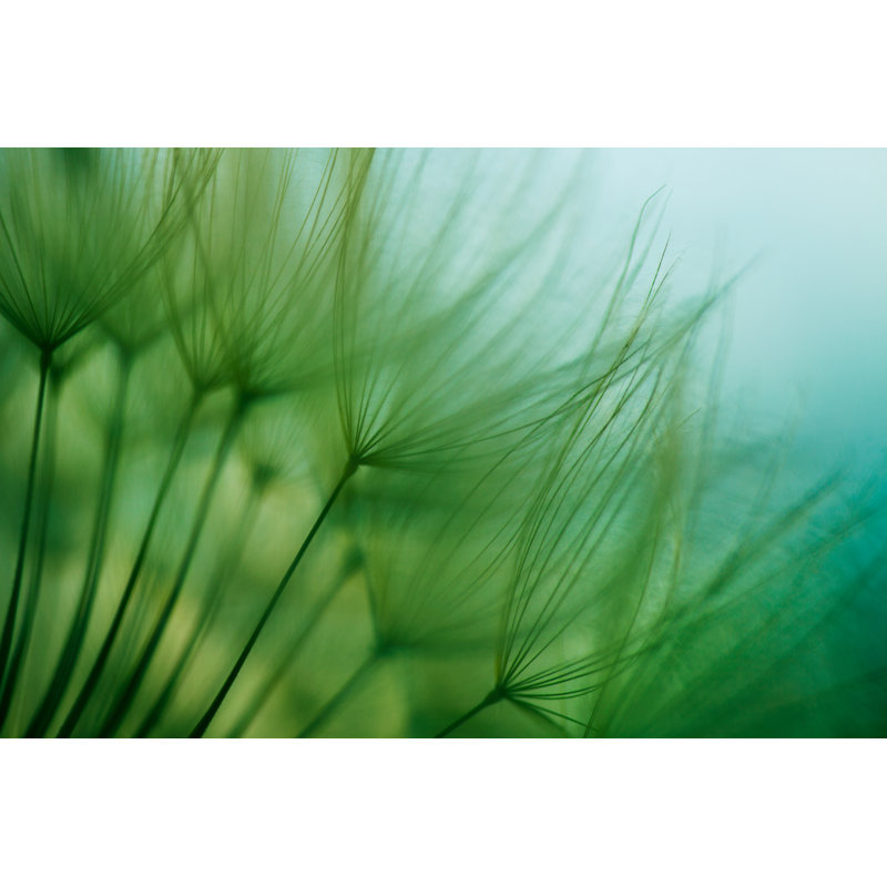 Macro Dandelion Seed by Jasmina007 - Wrapped Canvas Print, 81cm H x 122cm W