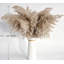 Plante grimpante 17 po Atalaya-1329839818-1329839817