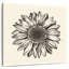 Tournesol simple Harnek-109213898