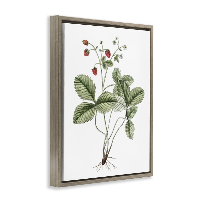 «Budding Strawberries Study», art mural encadré flottant par lettré et doublé, Cadre flottant orme Montalcino
