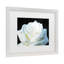 «White Rose II» par Cattima, reproduction de photo sur toile-34369897-34369900