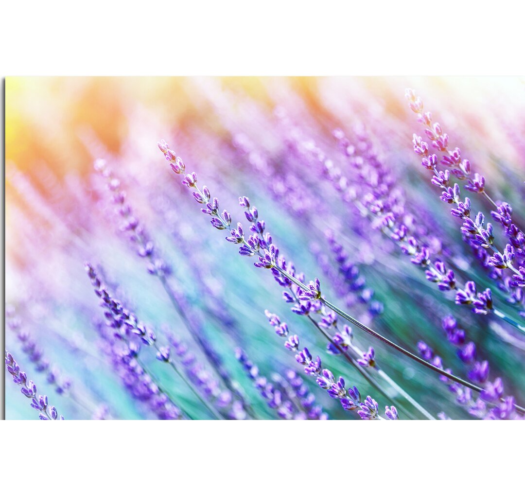 Gerahmtes Leinwandbild Lavendelblüten in der Sonne