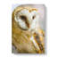 Barn Owl Vol.2 - Wrapped Canvas-61875997