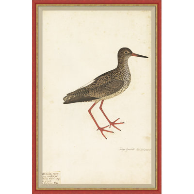 18th Century Bird Re-Strikes IX Painting
