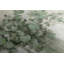 Antwann Gallery-1463767714-1463767719-1414317402