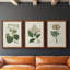 Antique Turpin Botanical IV - Ensemble de 3 reproductions d'art sur toile-2038202532-2038202534