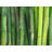 Green Bamboo Print On Canvas
