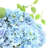 Keenum Hydrangea Floral Arrangement in Vase-1107215968