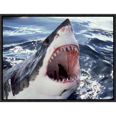 " Great White Shark At Surface With Open Mouth, Neptune Islands, Australia Digitally Enhanced "
