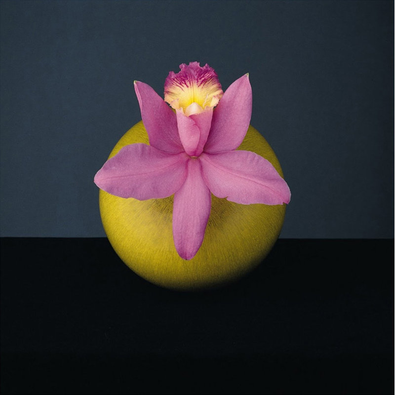 Orchid, 1987, 15" H x 15" W