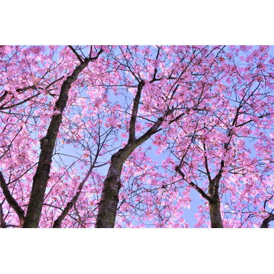Pink Blossom Tree 1 Piece Wrapped Canvas Wall Art