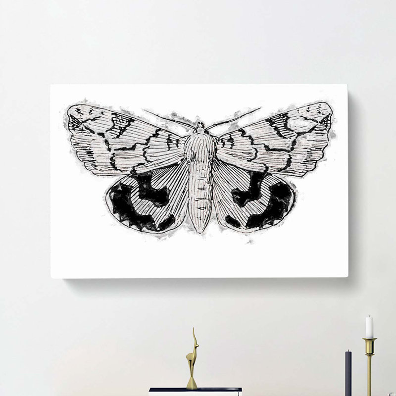 Underwing Moth by S.F. Denton - Wrapped Canvas, 50cm H x 76cm W x 3cm D