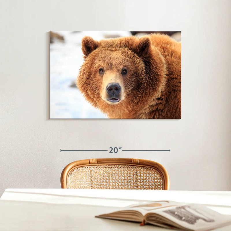 Regard d'ours grizzly, H 16 po x l 24 po