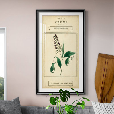 " Linnaean Botany II "