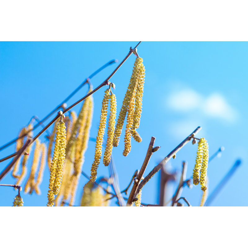 Catkins Plant - Wrapped Canvas Print, 51cm H x 76cm W x 3.8cm D