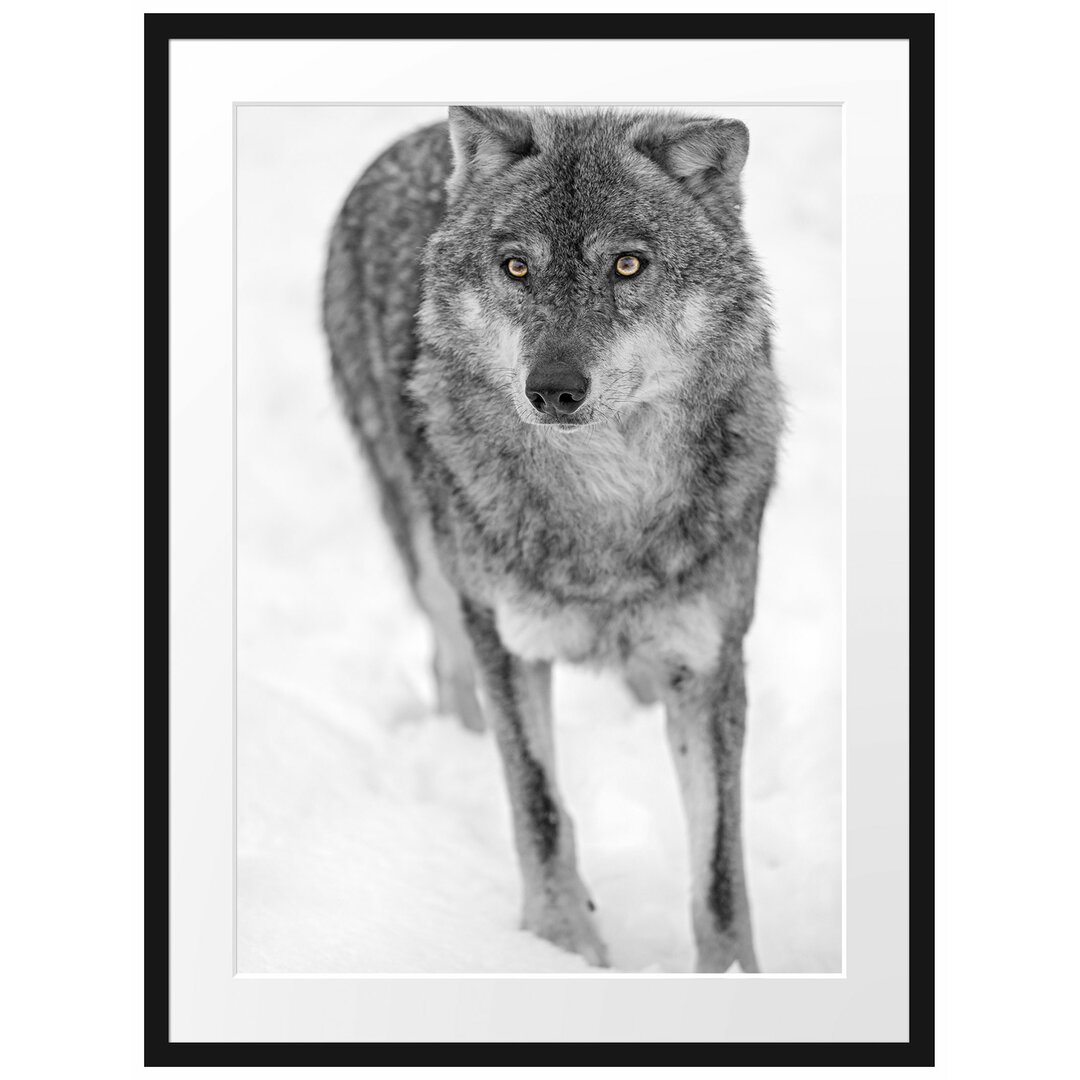 Gerahmtes Poster Wolf in Schneelandschaft