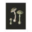 Amanita Muscaria sur fond sombre-94839866