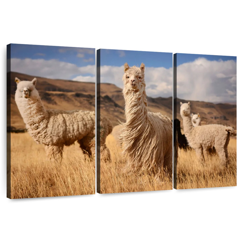 Andac Alpacas