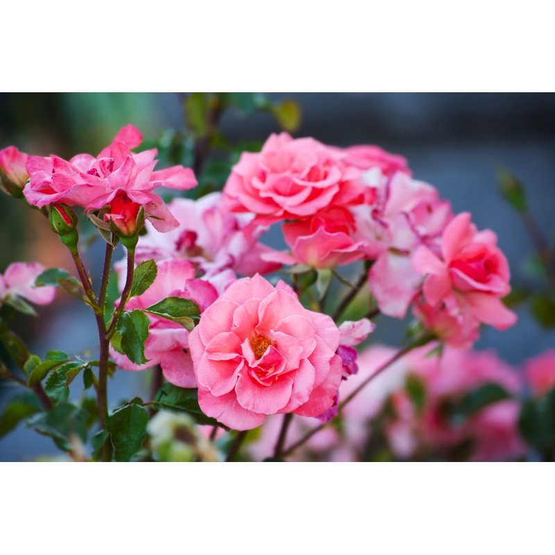 Buissons de roses dans le jardin, H 8 po x l 12 po