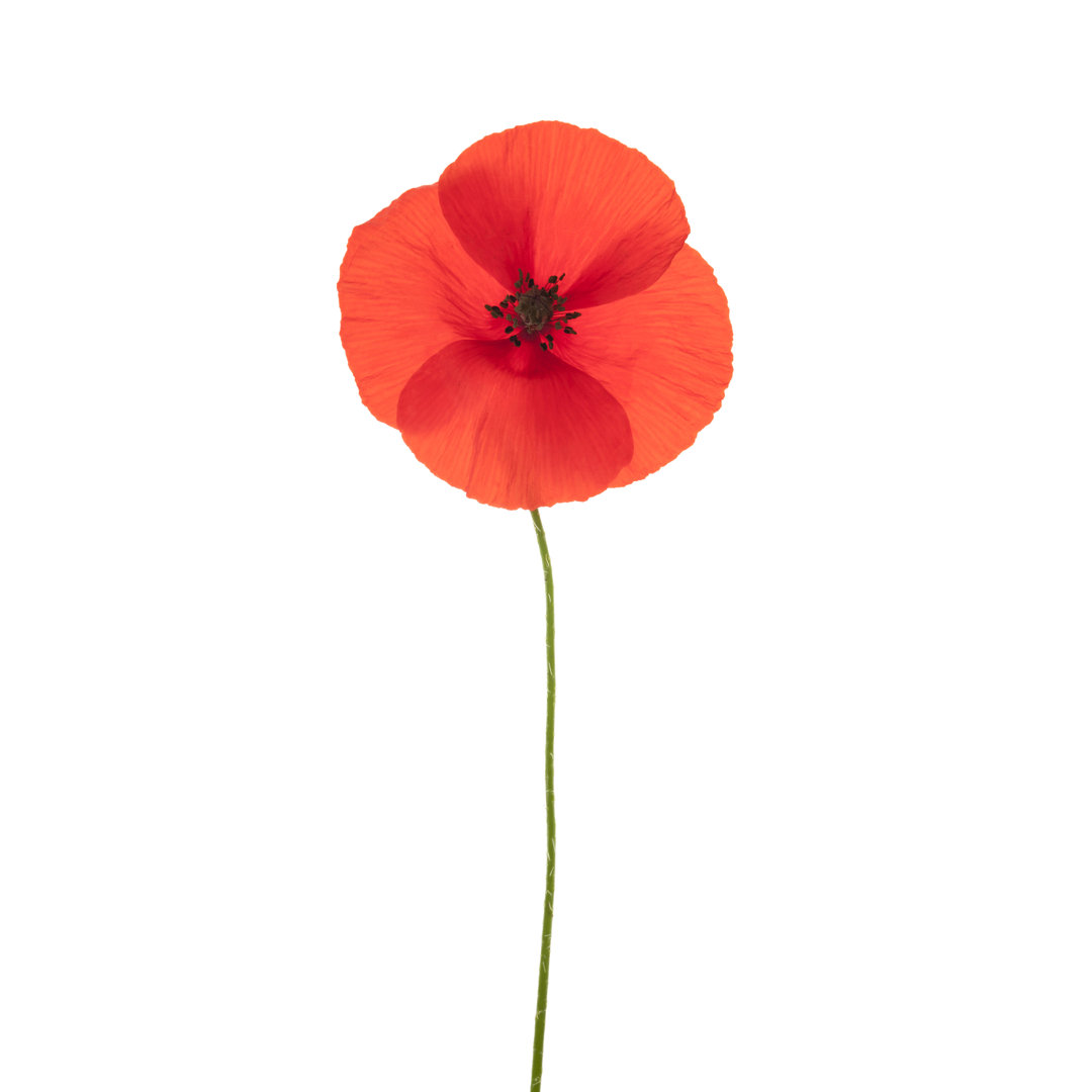 Roter Klatschmohn von Photoshopped - Kunstdrucke auf Leinwand