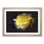 Yellow Rose Flower Vol.1 Paint Splash - Picture Frame Graphic Art-62775879-62775882
