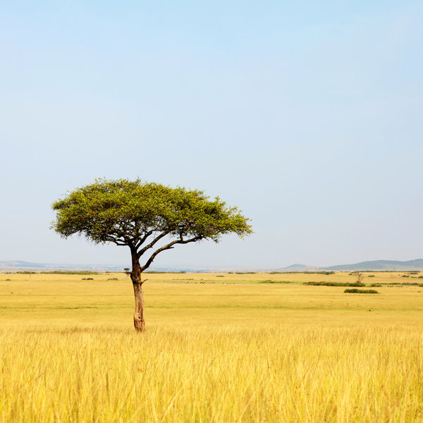 Ebern Designs Acacia Tree In Africa On Canvas by Sannie32 Print | Wayfair