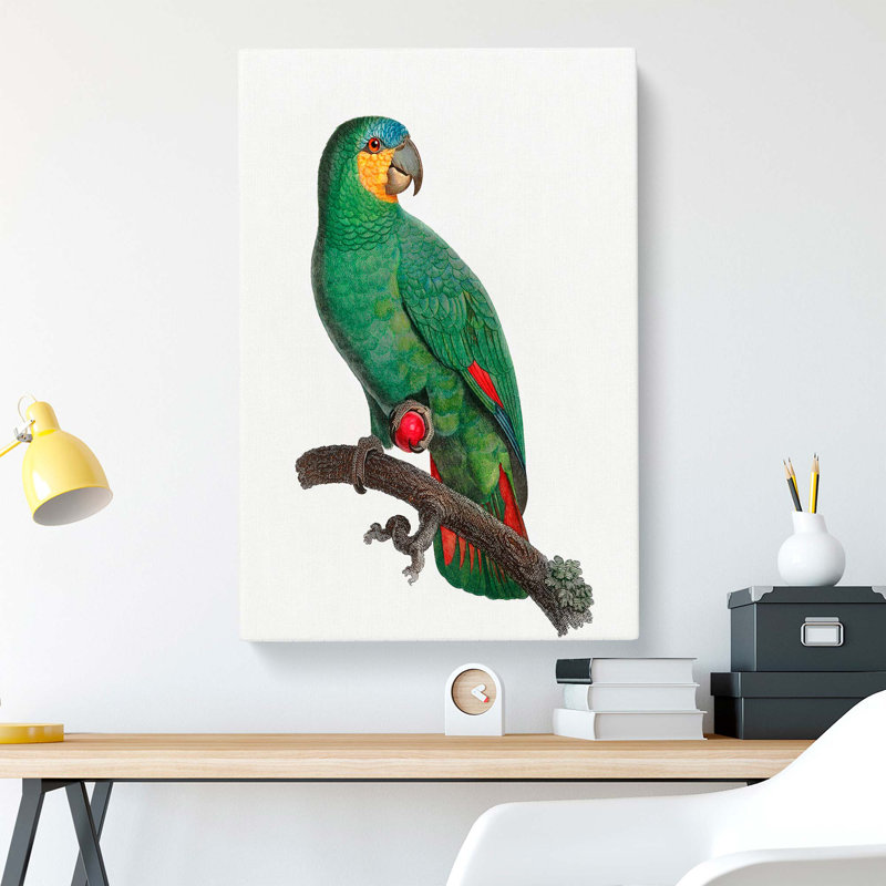 An Orange-Winged Parrot by F. Levaillant - Wrapped Canvas Painting, 76cm H x 50cm W x 3cm D