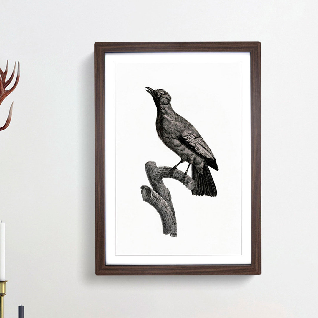 Paradise Crow by Jacques Barraband - Framed Print