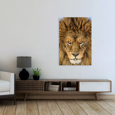 Intense Lion Gaze Contemporary Wall Art Print 1 Piece Wrapped Canvas Wall Art