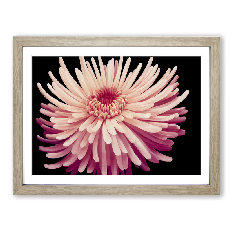 Hopeful Chrysanthemum Flower 1 Piece Single Picture Frame Wall Art, 25cm H x 34cm W x 2cm D, Oak