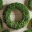 Boxwood Wreath-1919842297