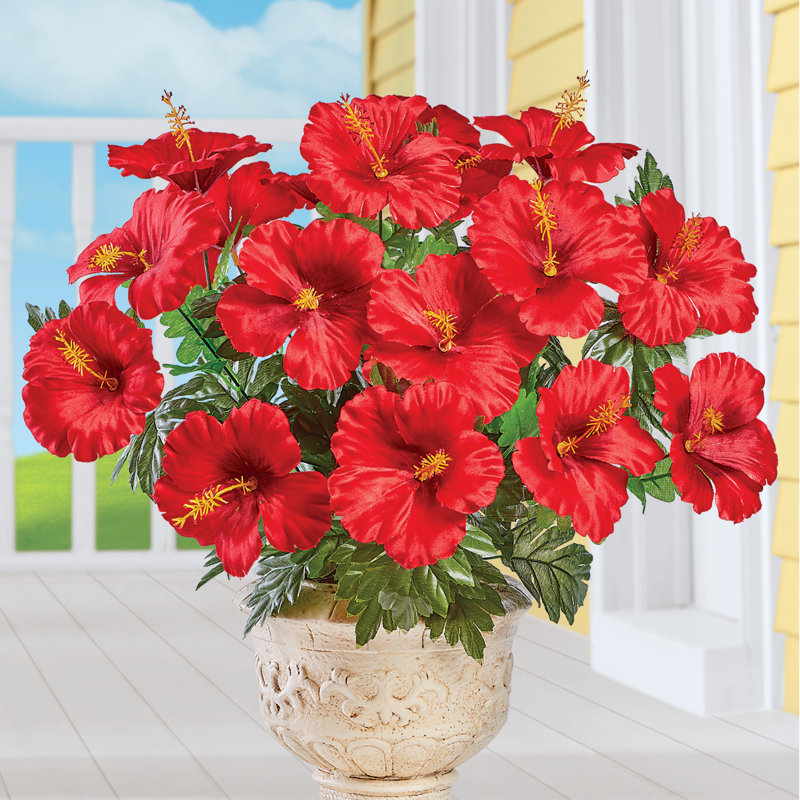 Buissons d'hibiscus, Rose