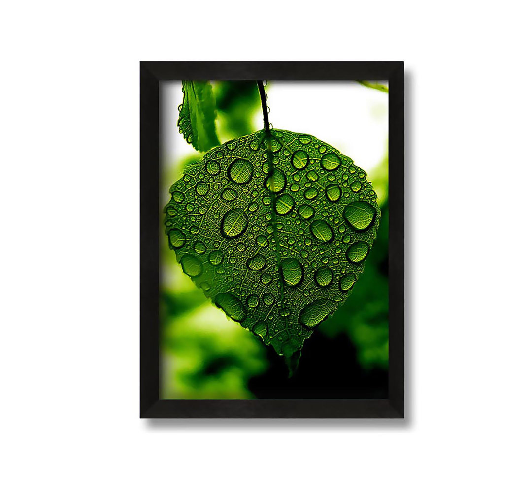 Gerahmtes Leinwandbild Waterdrops On A Leaf