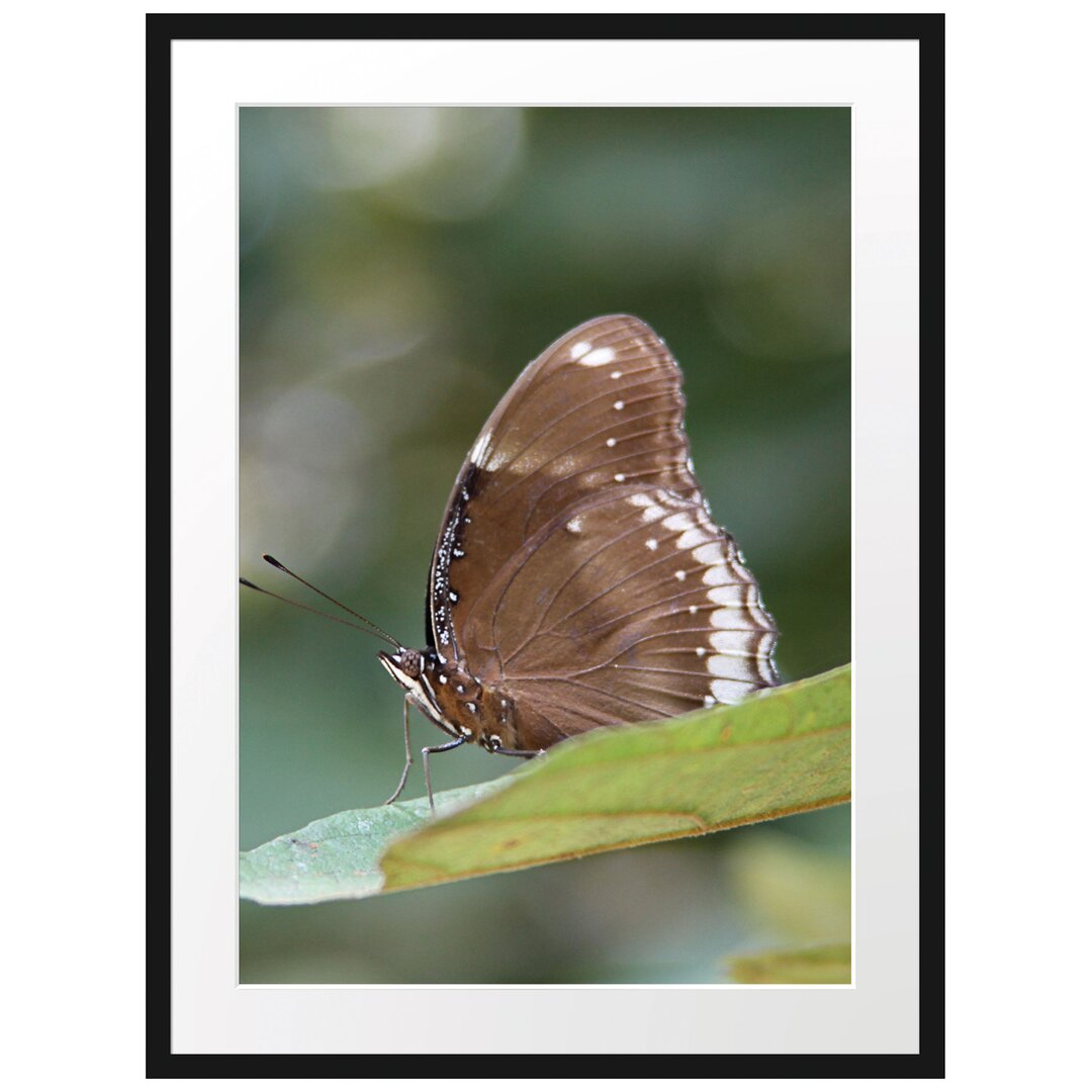 Gerahmtes Poster Kleine bräunlicher Schmetterling