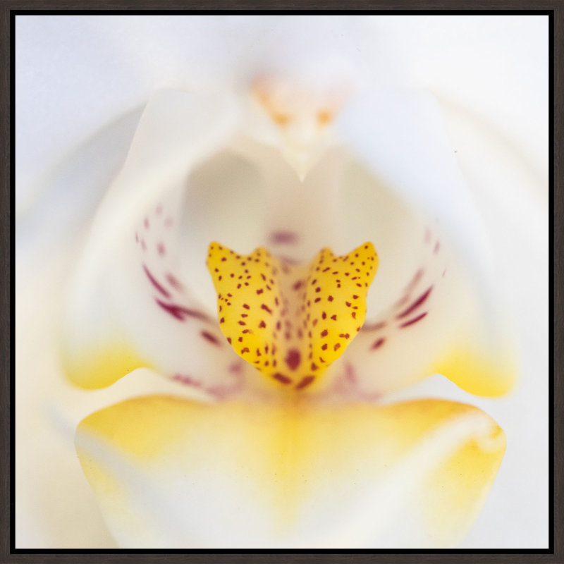Orchidaceae Series Naples Yellow XII Print by Addison Jones, 25.75" H x 25.75" W, Image Brush Gel