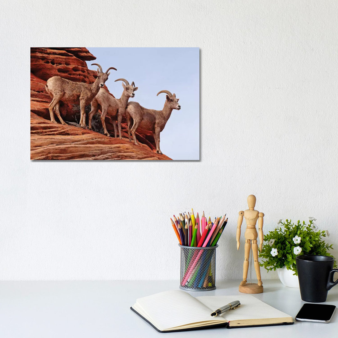 Desert Bighorn Sheep by Brian Wolf - Wrapped Canvas Print